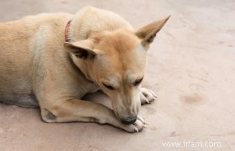 Pourquoi les chiens se lèchent-ils les pattes ? 7 causes courantes 