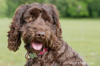 Avantages et inconvénients des chiens croisés 