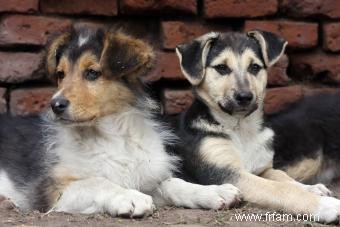 Avantages et inconvénients des chiens croisés 