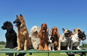 Avantages et inconvénients des chiens croisés 