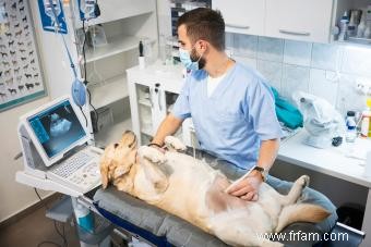 Fausse grossesse canine :qu est-ce que c est et est-ce dangereux ? 