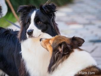 Aperçu du service d élevage de chiens 