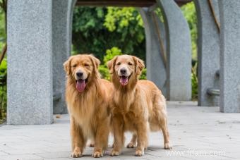 Aperçu du service d élevage de chiens 