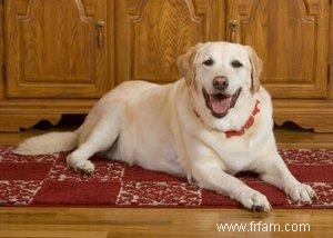 Une chienne enceinte refuse de manger 