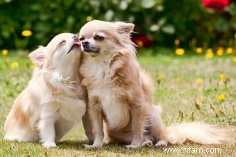 Signes qu un chien s accouple 