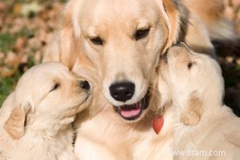 Symptômes tout au long de la grossesse du chien 