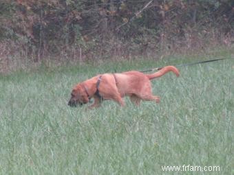 Entretien avec les chiens de recherche et de sauvetage 