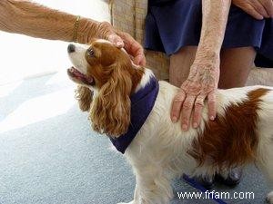 Entretien de formation de chien de thérapie 