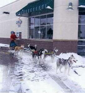 Urban Dog Mushing Entretien avec Rancy Reyes 