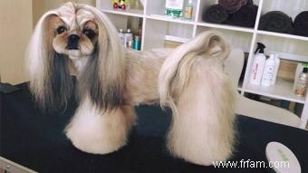 Adorables styles de toilettage Shih Tzu 