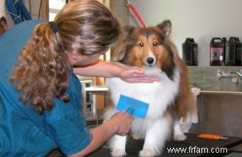 Choisir la bonne brosse pour la fourrure de votre chien 