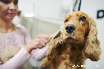 Le shampooing sans eau QuikClean fonctionne-t-il ? 