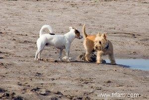 Signes brutaux que votre chien a une infection des glandes anales 