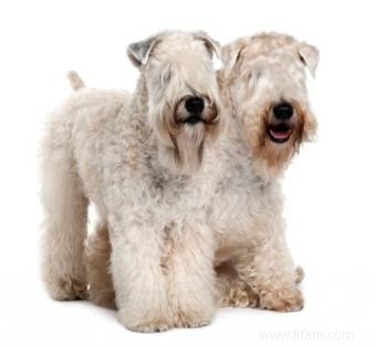 Comment toiletter un Wheaten Terrier 