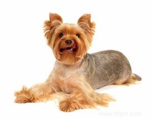 Comment toiletter Yorkie Afficher les chiens et les animaux de compagnie 