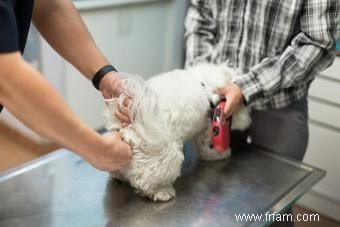 Problèmes et remèdes pour les glandes anales de votre chien 