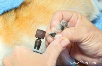 Utiliser un broyeur à ongles pour chien 