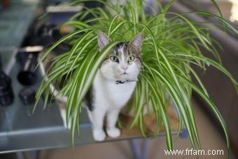 10 plantes d intérieur adaptées aux animaux de compagnie qui sont sans danger pour les amis à fourrure 