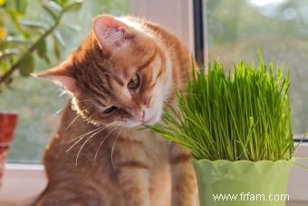 10 plantes d intérieur adaptées aux animaux de compagnie qui sont sans danger pour les amis à fourrure 