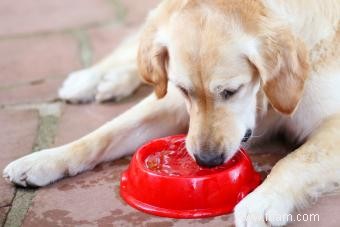 12 causes potentielles de soif excessive chez les chiens 