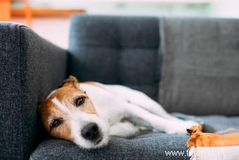 12 causes potentielles de soif excessive chez les chiens 