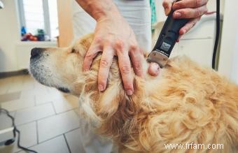 16 maladies canines les plus courantes 