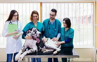 16 maladies canines les plus courantes 