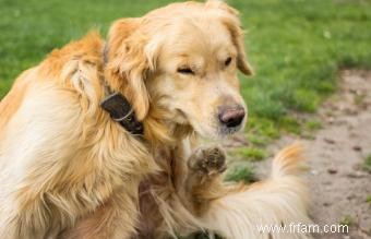 16 maladies canines les plus courantes 