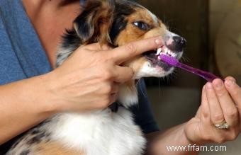 16 maladies canines les plus courantes 