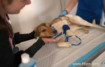 16 maladies canines les plus courantes 