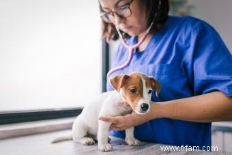 5 types courants de vers chez les chiens (avec symptômes) 