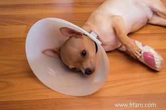 9 des blessures les plus courantes chez les chiens 