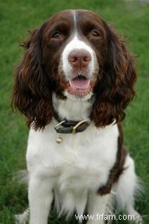 9 Maladies du Springer Spaniel 