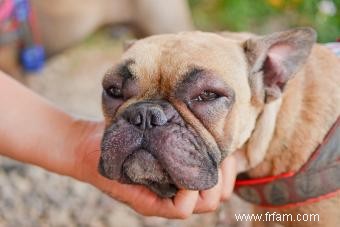 Mesures à prendre si votre chien a mangé une abeille 