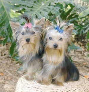 Conseils pour un Yorkie malade 