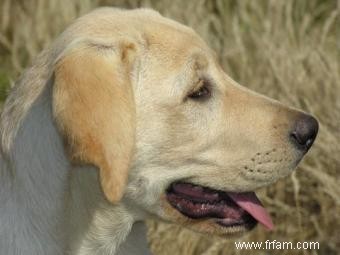 Réponses aux questions courantes sur la santé des chiens 