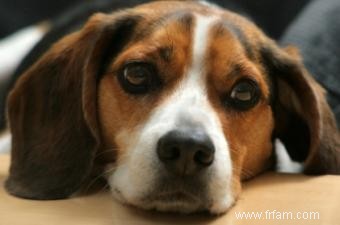 Les tumeurs de mon chien sont-elles liées ? 