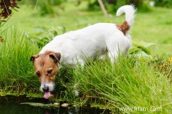 Toxicité des algues bleues vertes chez les chiens 