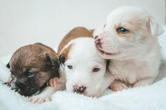 Guide de l éleveur pour savoir quand les chiots ouvrent les yeux (en moyenne) 