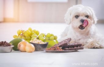 Un chien peut-il mourir en mangeant du chocolat 