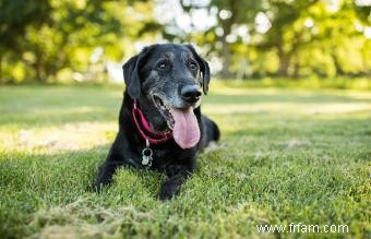 Polyarthrite rhumatoïde canine 