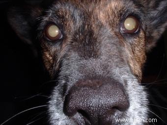 Causes et traitement des cataractes chez les chiens 