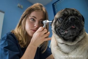 Signes courants d une infection à levures dans l oreille de votre chien 