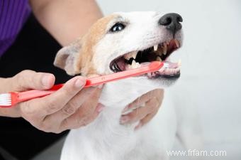 Conseils complets sur les soins aux chiens âgés 