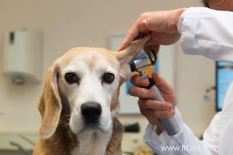 Conseils complets sur les soins aux chiens âgés 