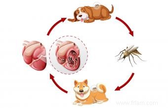 Faits cruciaux sur le cycle de vie du ver du cœur 