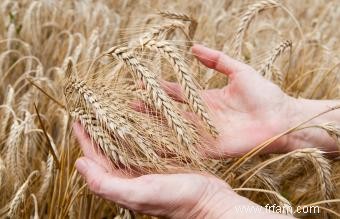 Dangers des barbes d herbe pour les chiens 