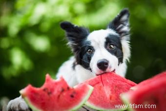 Régime alimentaire pour chiens atteints d une maladie du foie canine 