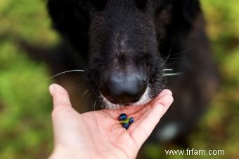 Régime alimentaire pour chiens atteints d une maladie du foie canine 