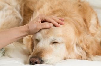 Symptômes, traitement et prévention de la grippe canine 